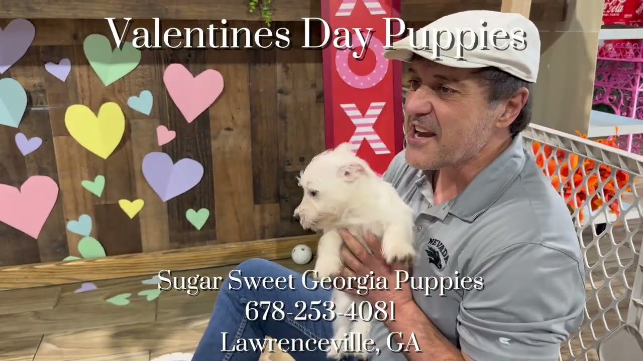 Puppies For Sale Valentines Day Poodles, Malitpoos, Shih Tzus, Yorkies, Boston Terriers and MORE!