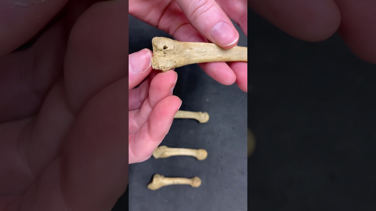 Metatarsals