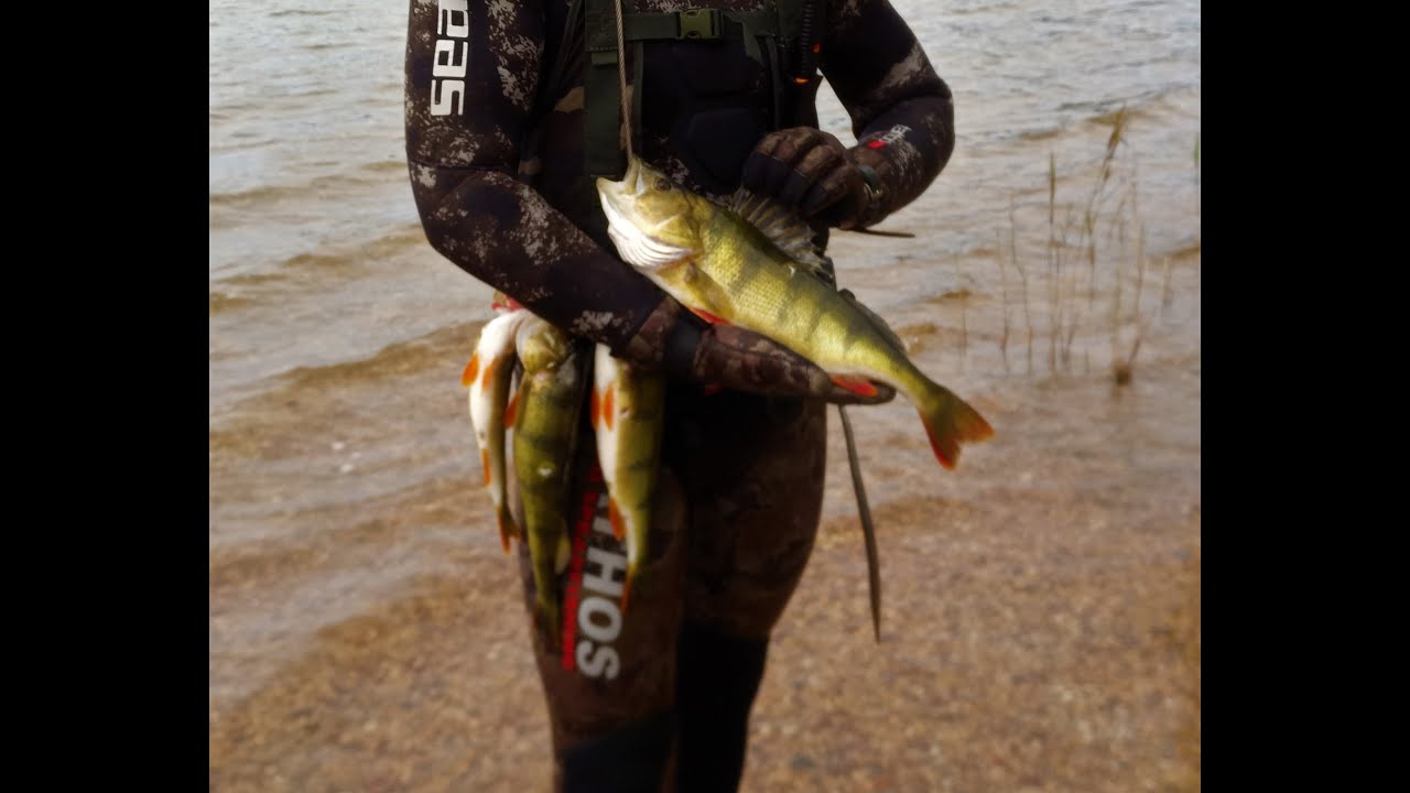 Rekordinis E&scaron;erys, perch, окунь 1,1 kg 2019-08-17