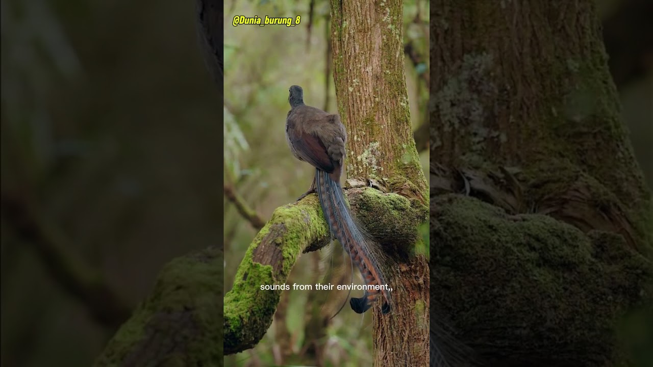 large-bodied songbird #shorts #wildlife