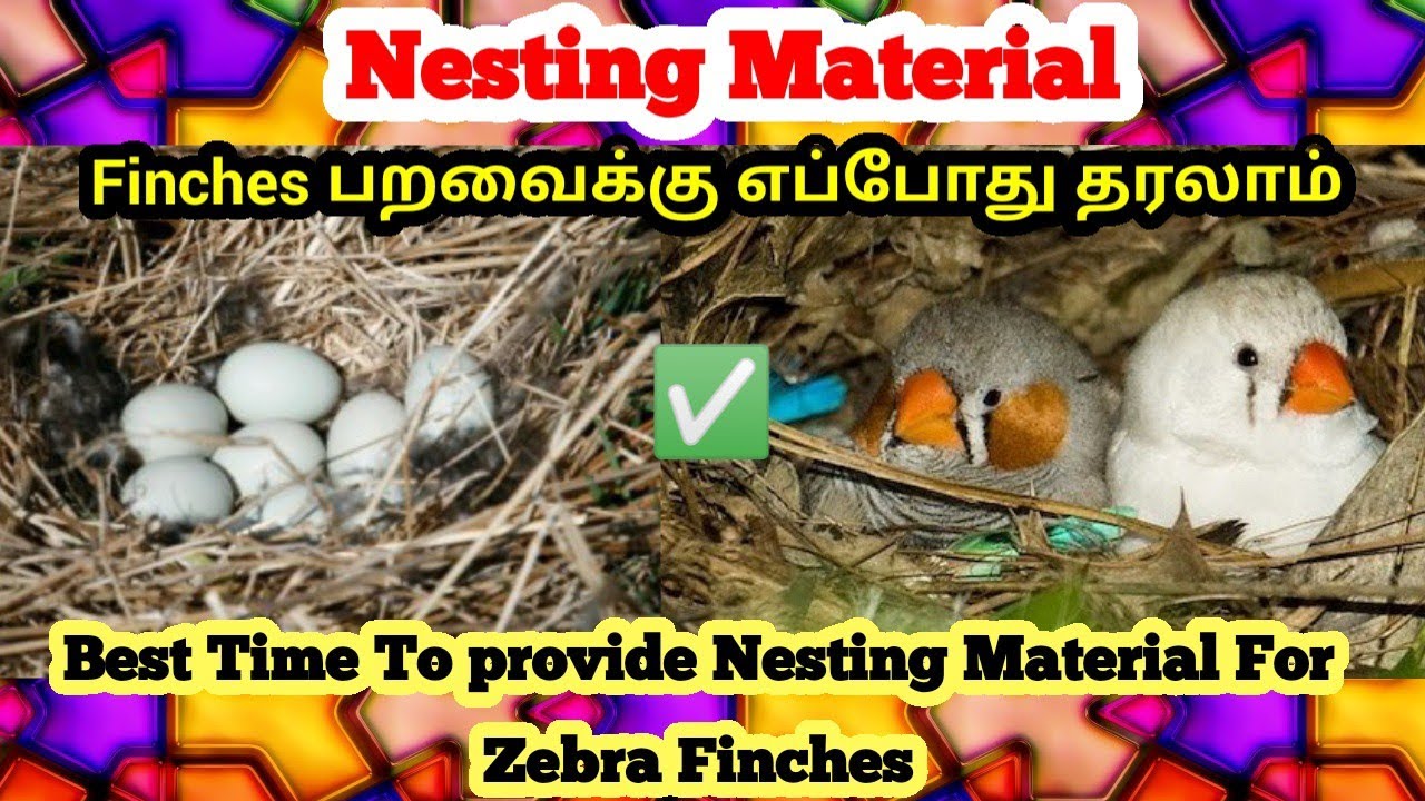When To Give Nesting Materials For Zebra Finches || Nesting Material Providing Time For Finches