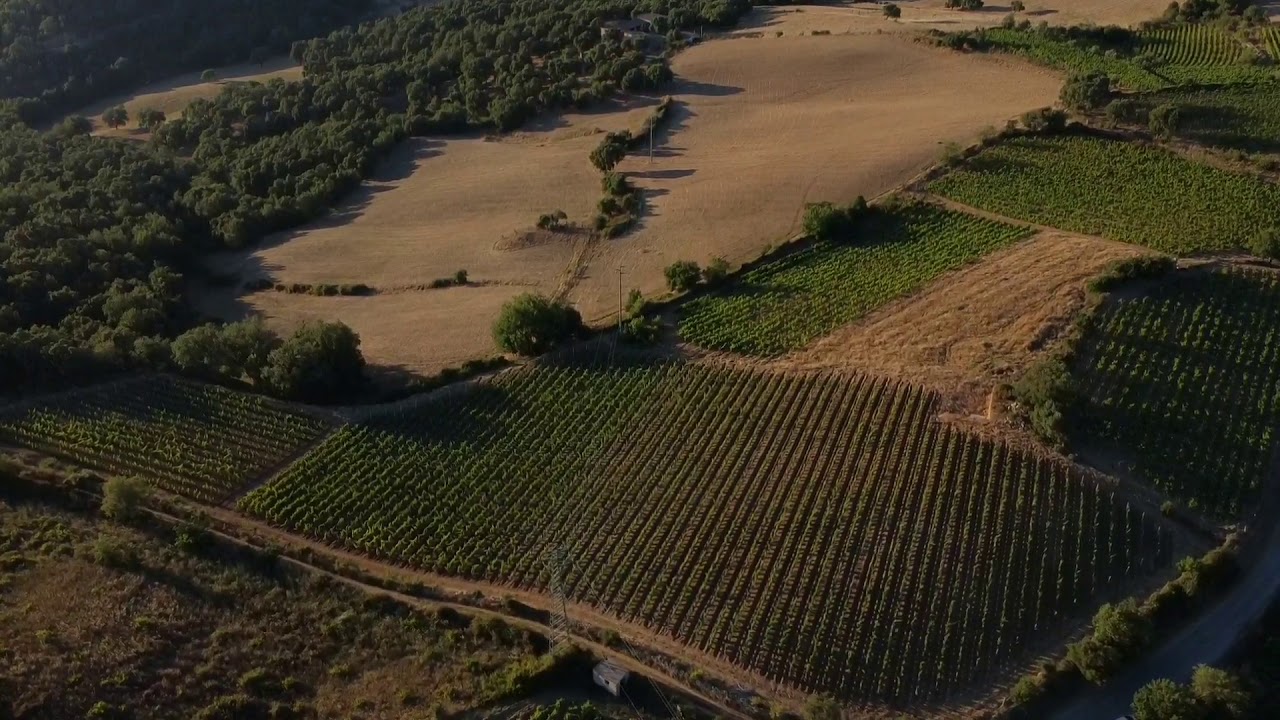 Vigneti Sa Lanosa - Atzara