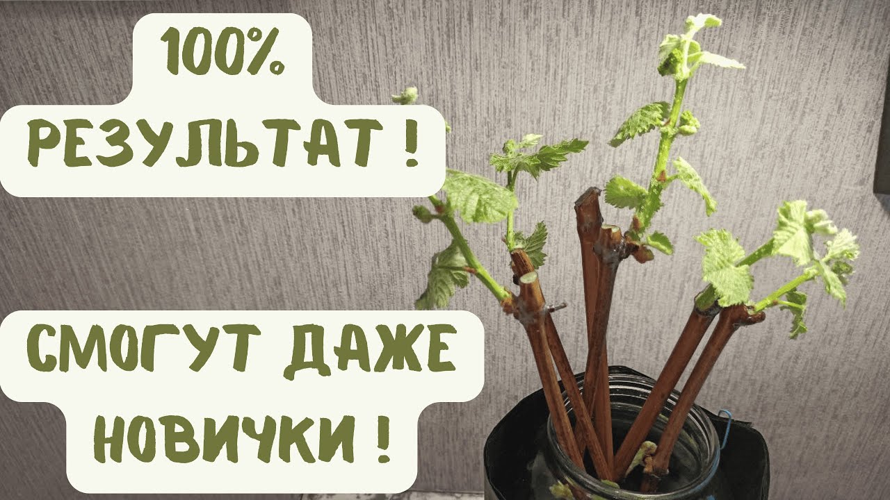 100% результат! Укоренение  черенков винограда. Самый простой способ.