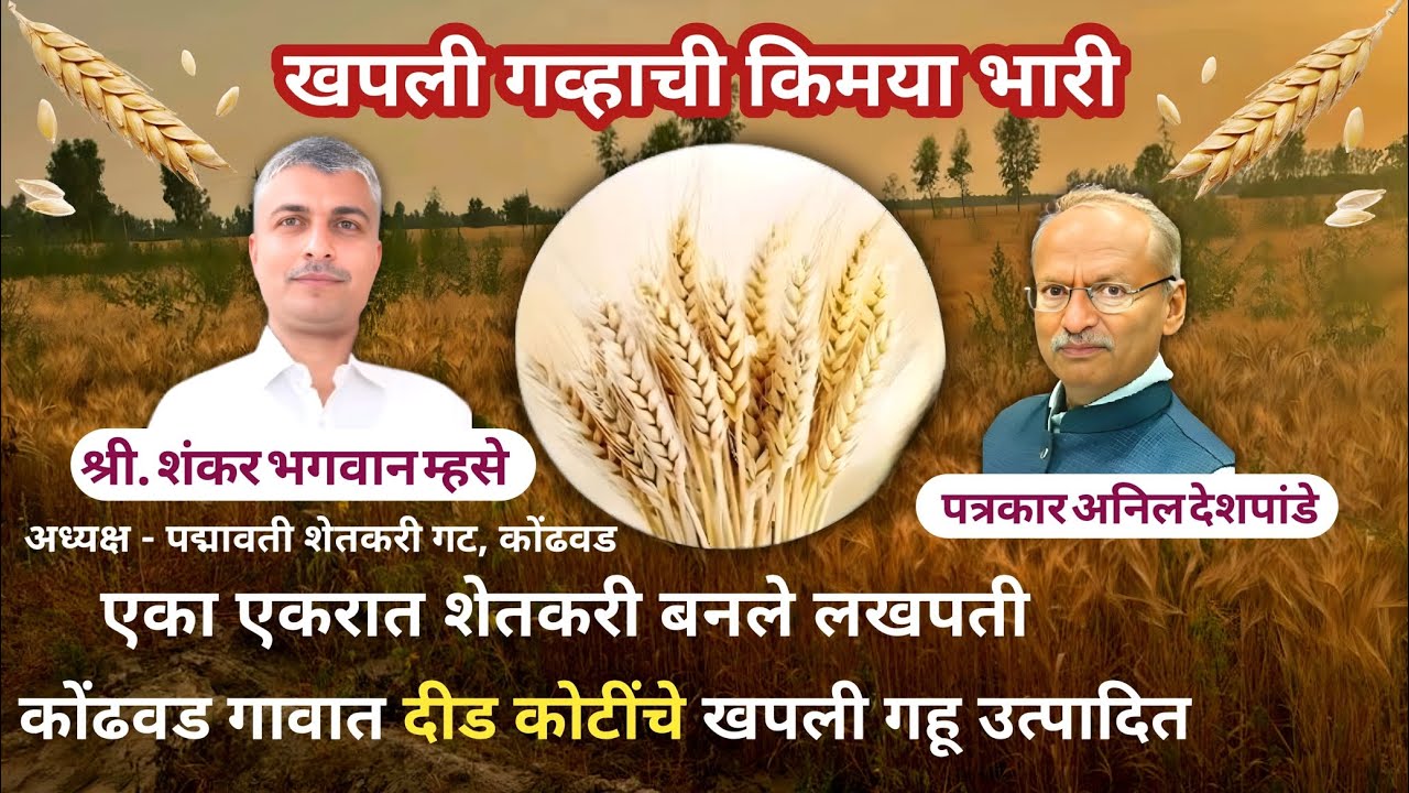 AnilDeshpande/खपली गव्हाची किमया भारी,एकरात शेतकरी बनले लखपती दीड कोटींचे खपली गहू उत्पादीत