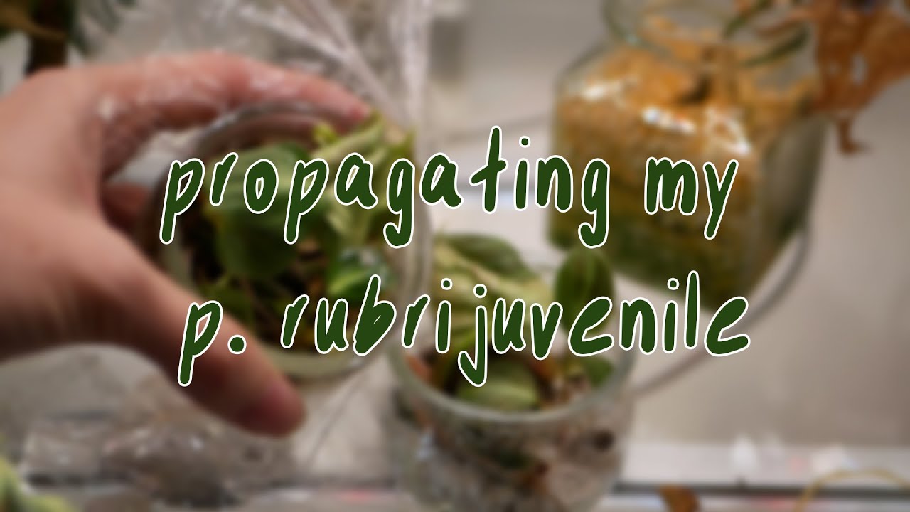 HOW TO PROPAGATE | philodendron el choco red, rubrijuvenile