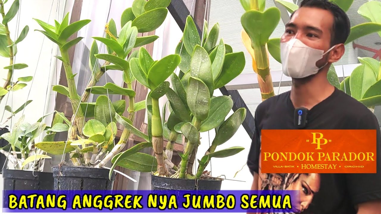 CUMA PUPUK BIASA, ANGGREKNYA LUAR BIASA [Parador Orchid Yogyakarta]