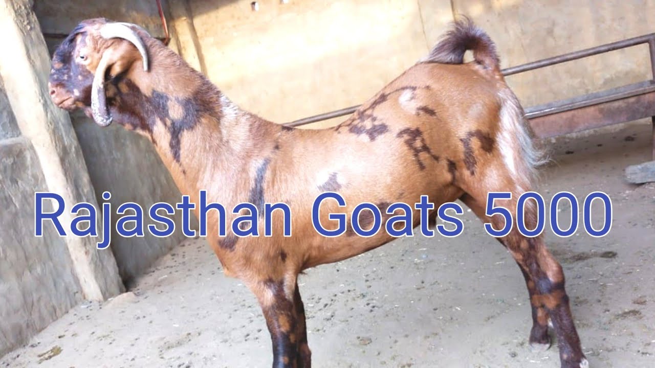 Rajasthan Goats jodi 5000 @ 78780 36312 #Rajasthangoats #Rajasthan #proddaturtraveller