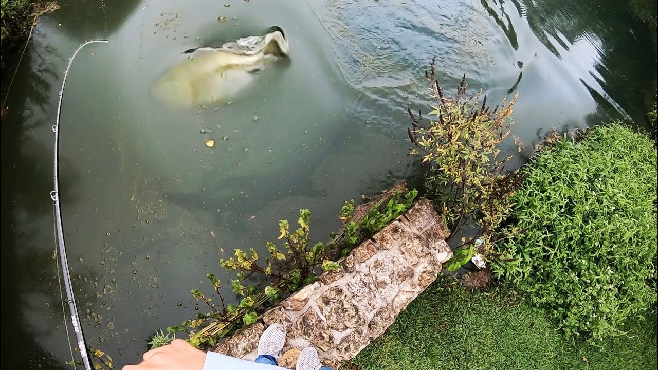 I found a pond on GOOGLE EARTH and then THIS happened......(GIANT bass)