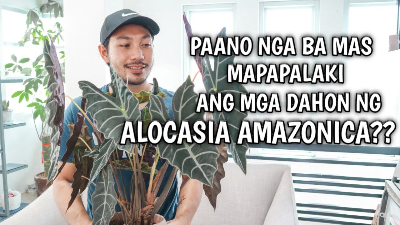 EVERYTHING YOU NEED TO KNOW ABOUT ALOCASIA AMAZONICA!