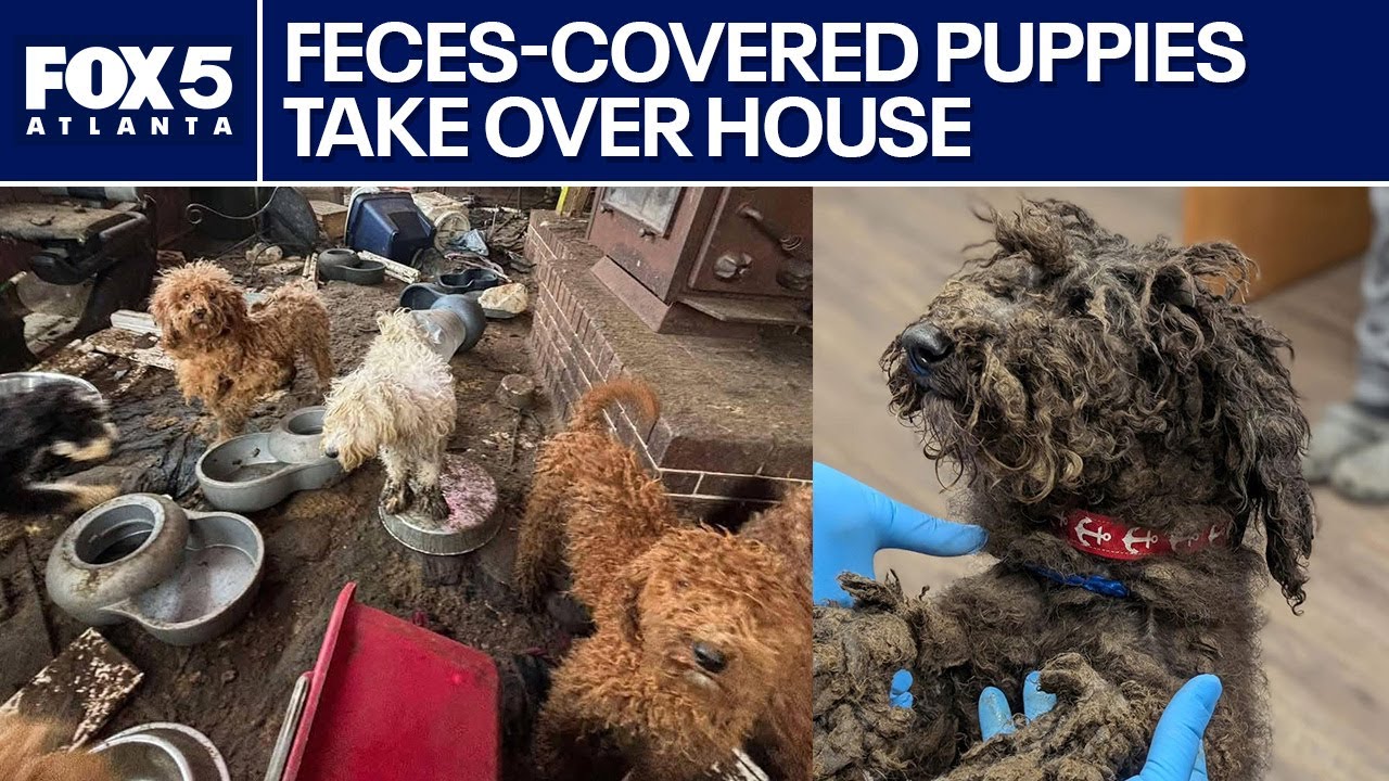 150 dogs rescued from 'worst' hoarding case | FOX 5 News