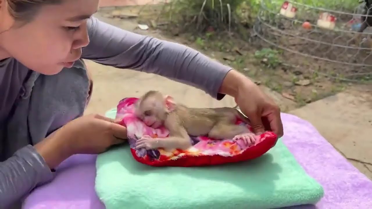 Sweet Little baby monkey sleepy