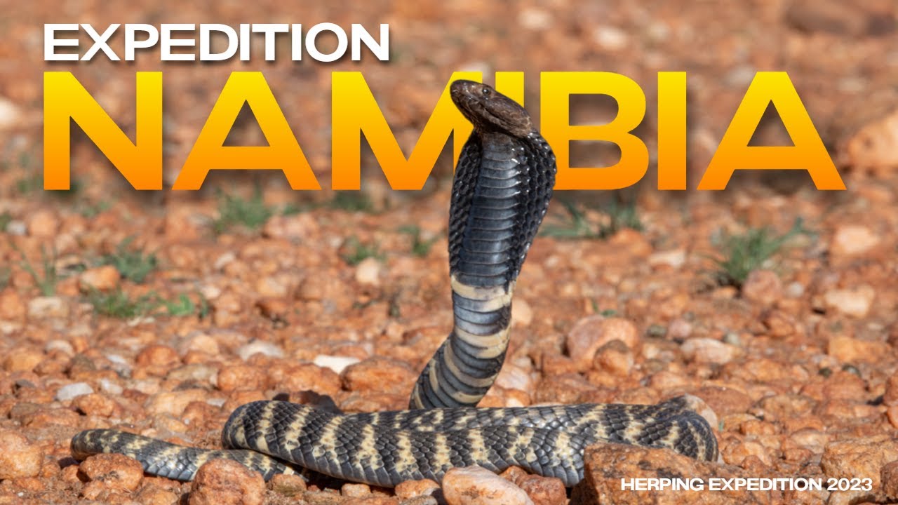 Reptiles & Amphibians of NAMIBIA (Herping Expedition 2023)