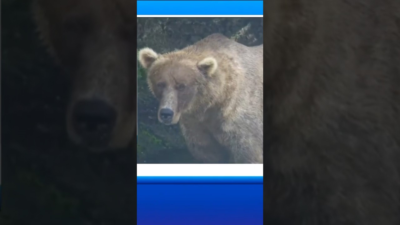 A Fat Bear Week winner has been announced. 