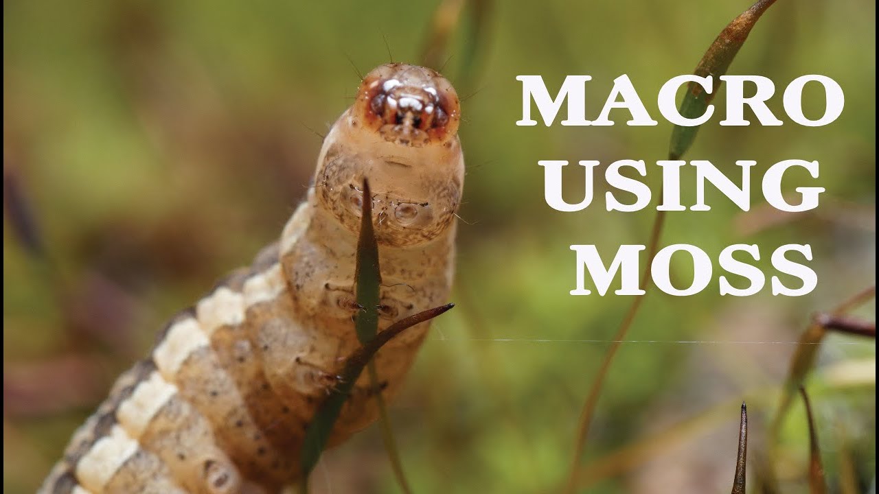Macro Photography at home :using the Olympus  60mm f/2.8 Macro lens