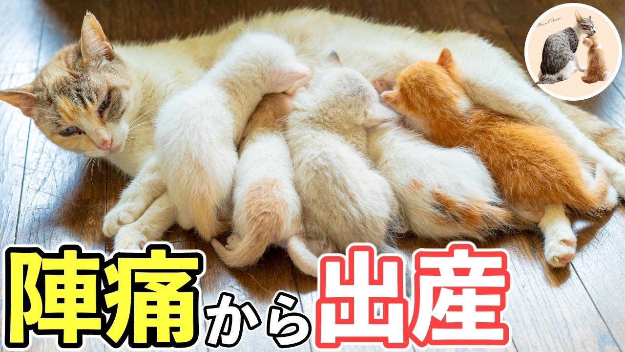 心を閉ざした妊婦猫シロさんと共に歩んだ出産までの軌跡