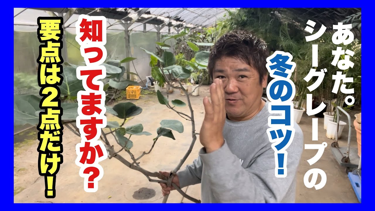 シーグレープを冬に育てるにはコツが2点！コレを守れば冬のシーグレープは超簡単！
