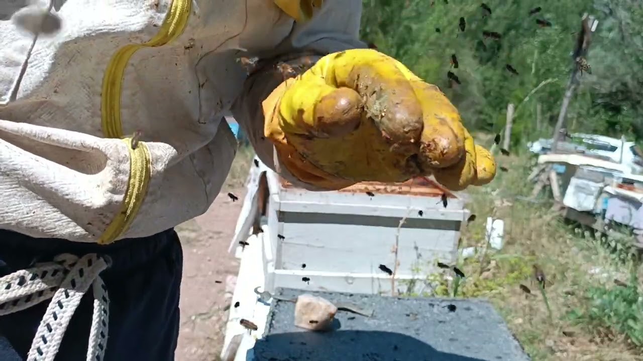 Bal Sağımı. Sağımın En Zor Kovanı. Sezonu Tamamladık.