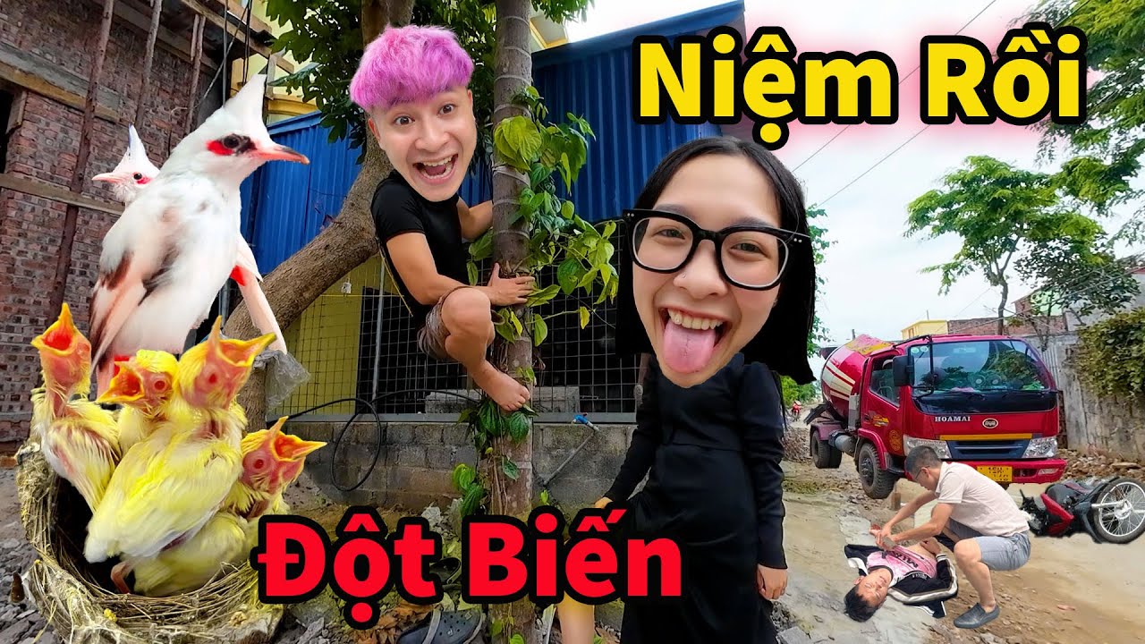 Căng ! Hậu Cáo Gạ My Săn Tổ Chào Mào Trên Ngọn Cau Suýt Bỏ Mạng