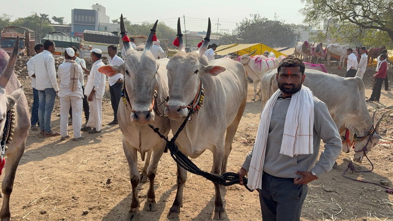 पाथर्डी बैल भाग 1 ला 25/2/2026