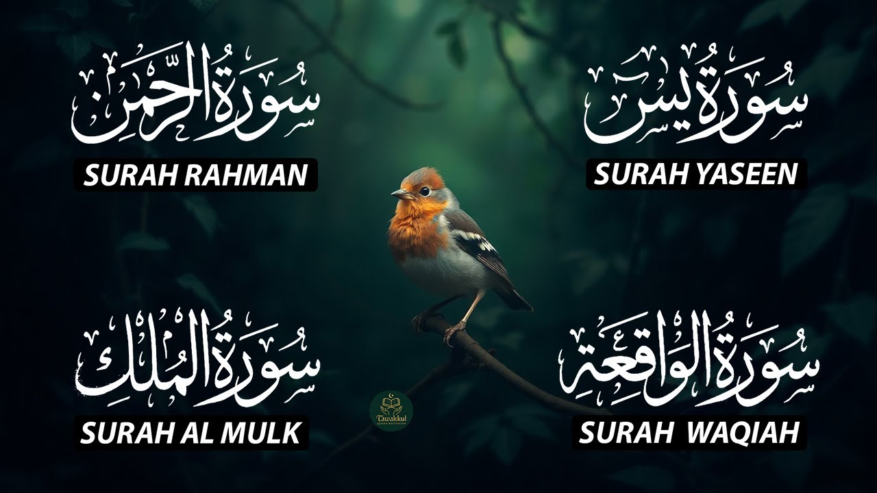 Beautiful Surah Yaseen (Yasin) | Surah Rahman | Surah Waqiah | Surah Mulk