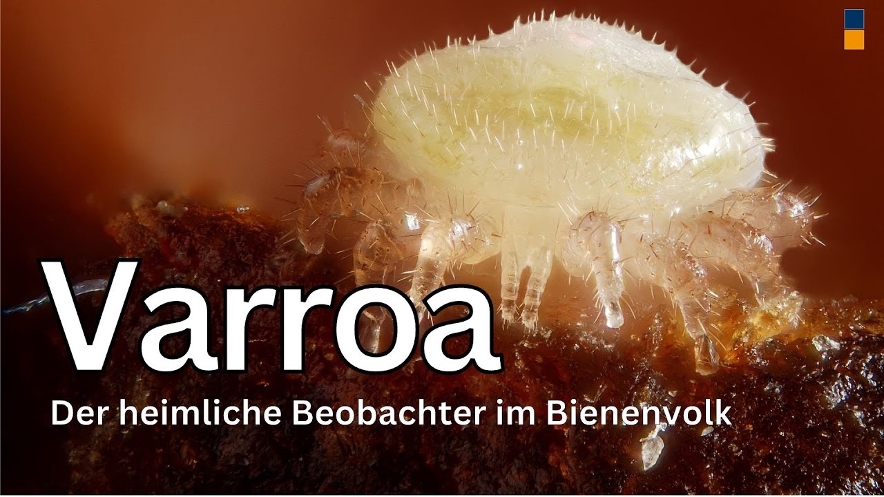 Wie überwacht die Varroa Milbe das Geschehen im ganzen Bienenvolk?