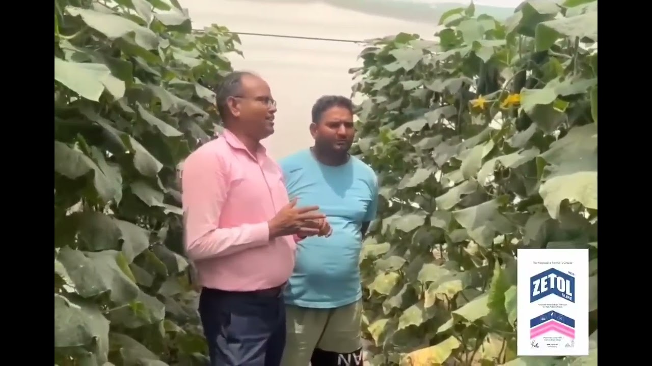 Dr. pc Verma Nethouse cucumber Schdule|11:44:11 Fertis Imphact Use Results  800 Quintal Kheera 