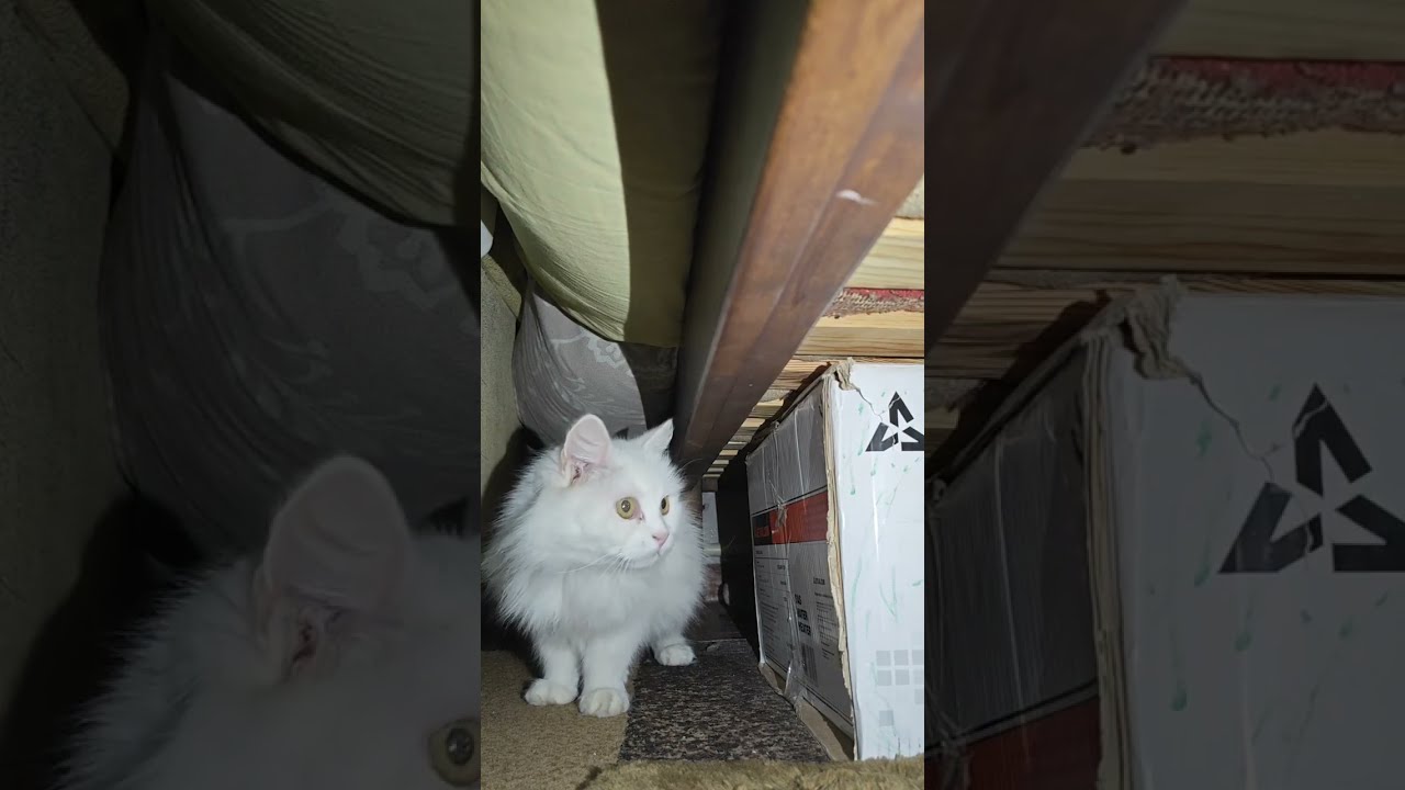 Втеча з котячої в'язниці. Частина перша