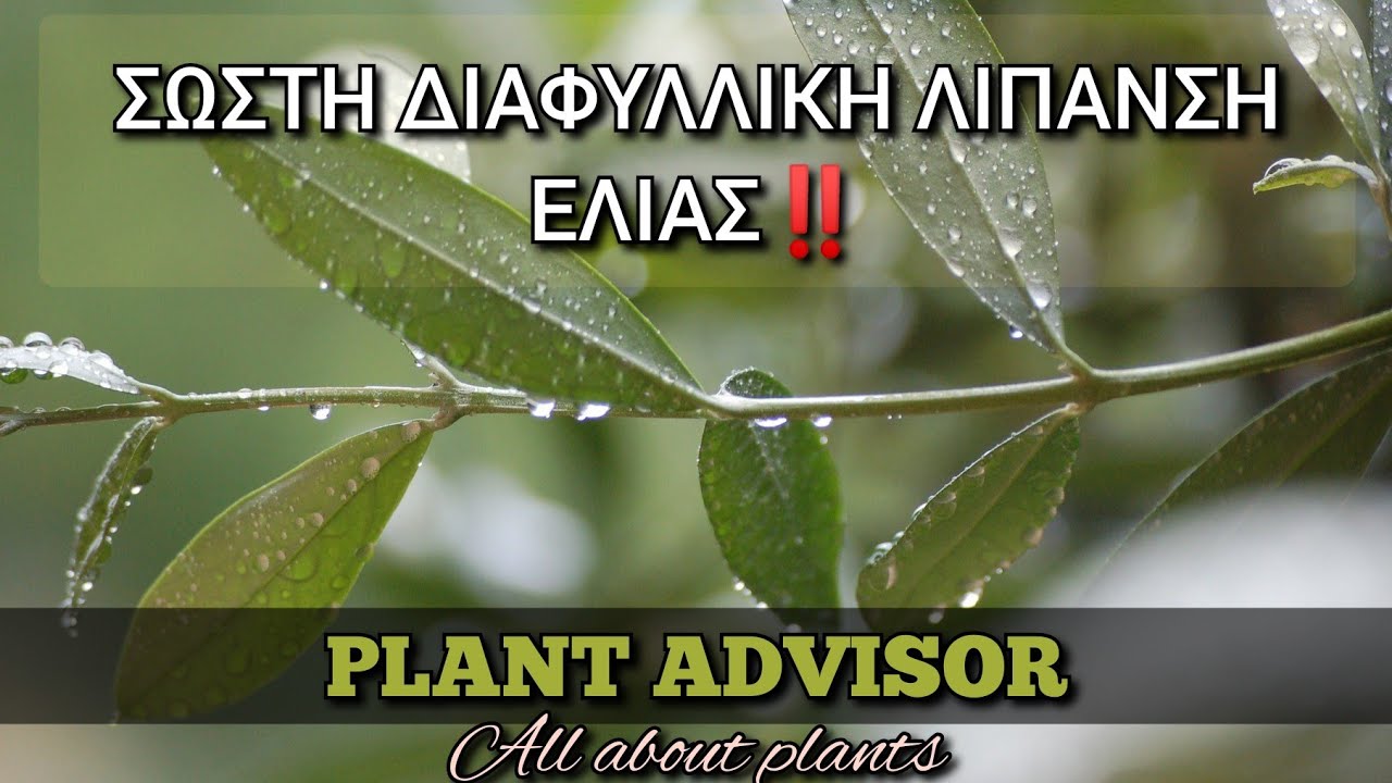 Σωστή Διαφυλλική Λίπανση Ελιάς ‼️Πως να Πετύχουμε τα Μέγιστα Αποτελέσματα⁉️Plant Advisor Greece