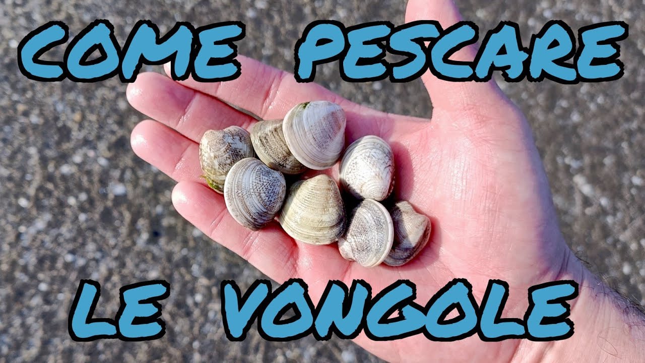 Come pescare le vongole e come spurgarle.