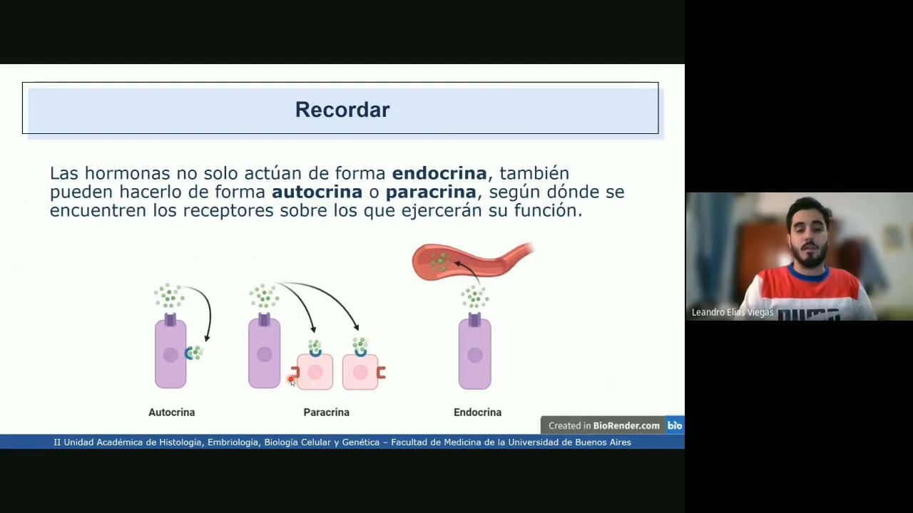 VIDEHISTO #47 | Sistema endocrino -  Generalidades (hormona, receptor y concepto de eje)