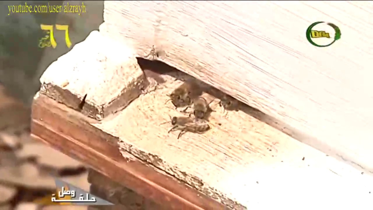 تربية النحل ومكافحة الدبور والنمل