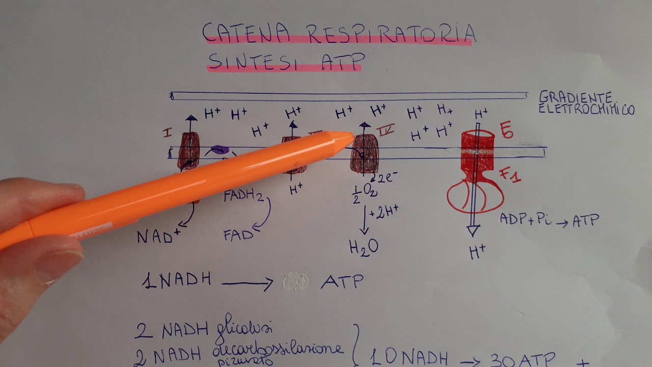 Catena respiratoria