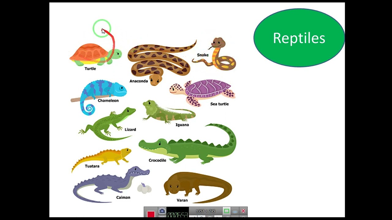 Quick Minds 2. Unit 7. Animal Groups