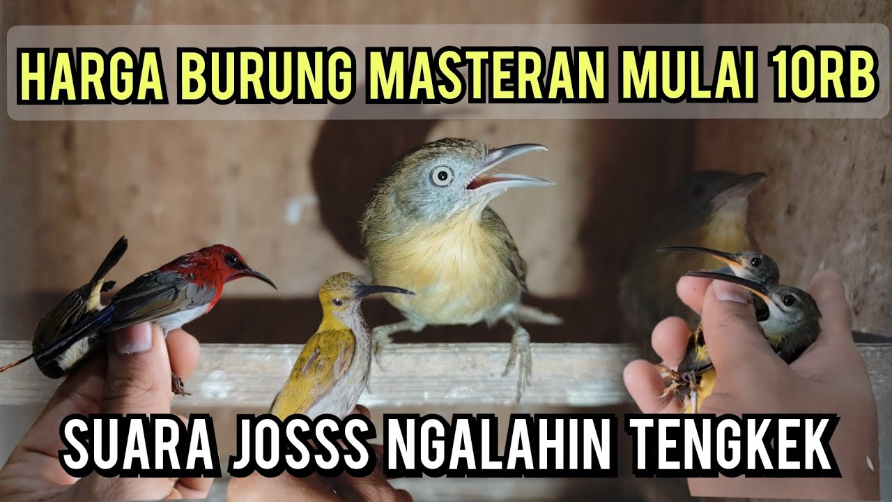 HARGA BURUNG MASTERAN MULAI 10rb❓❗❗ SUARANYA JOSSS NGALAHIN TENGKEK❗❗❗