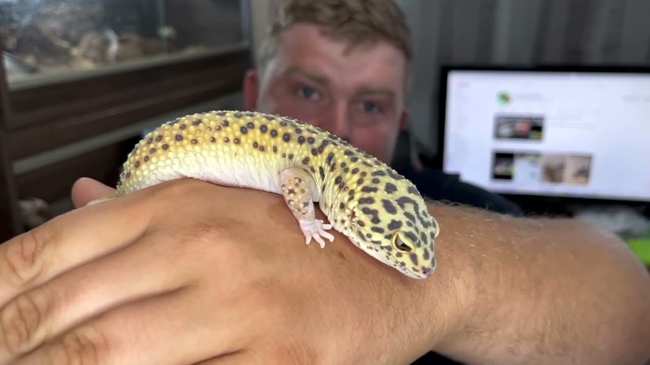 Why has my leopard gecko stopped eating?