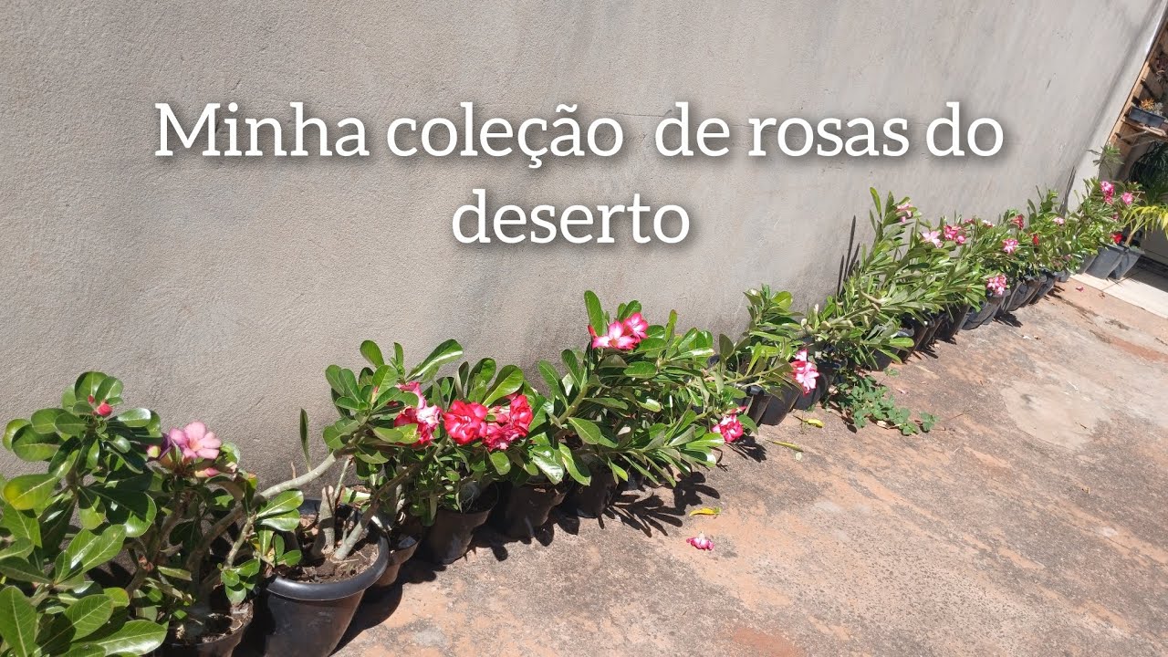 Minha coleção de rosa do deserto. 