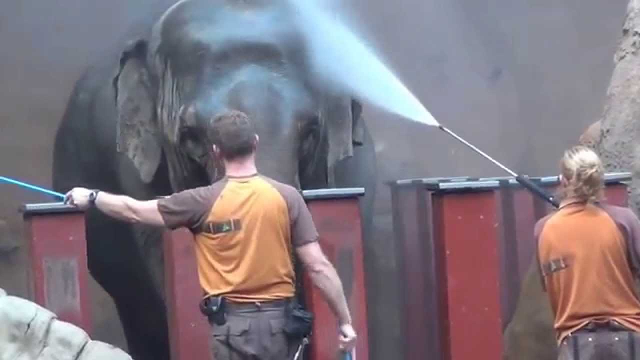 Diergaarde Blijdorp -  The elephants are washed.