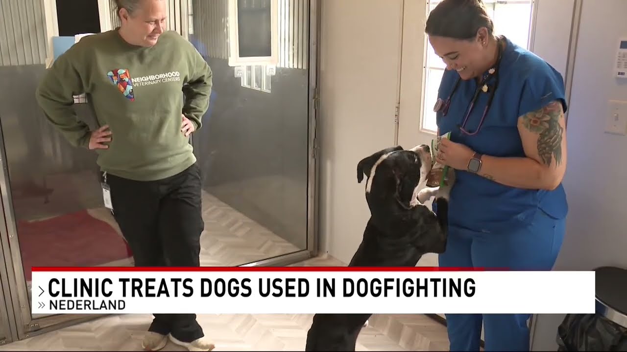 Two pit bulls 'rescued from a nightmare' recovering while dogfighting investigation grows