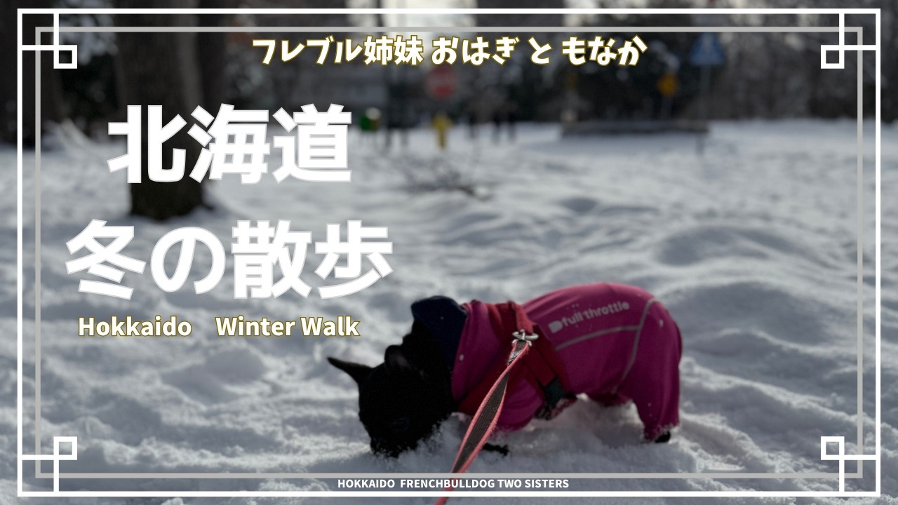 北海道大学の雪原を歩く｜おはぎと冬の散歩、そして姉妹の日常／Walking Across Hokkaido University's Snowfields #おはぎともなか #おはもな #北海道大学