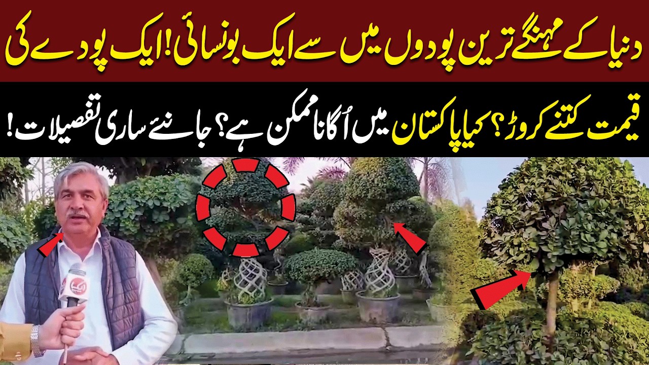 Duniya ke mehngay tareen podon mein se aik  Bonsai! | Aik poda kitne crore ka?  | Aik Digital