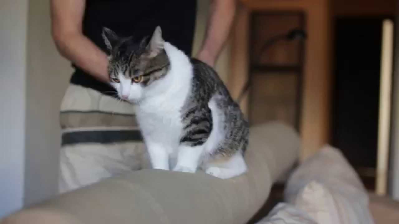 Funny thai massage for cat