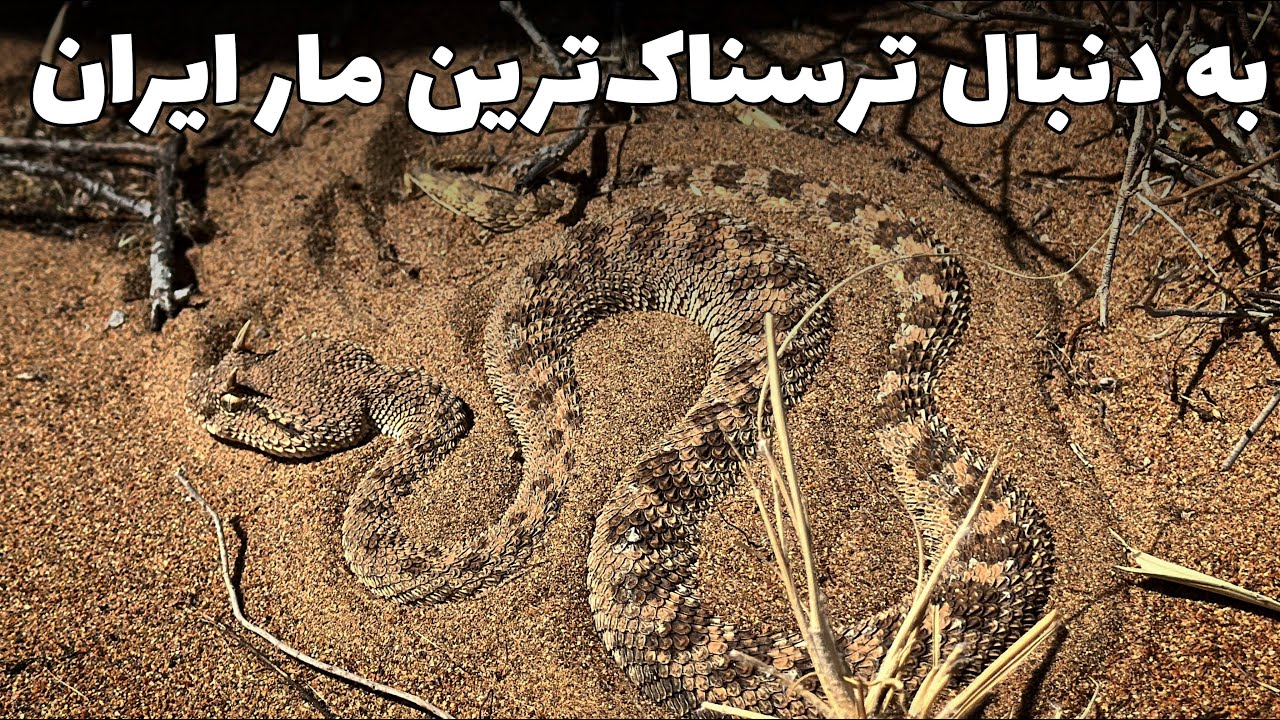 در جستجوی اژدهای زنده ایران_افعی شاخدار عربی