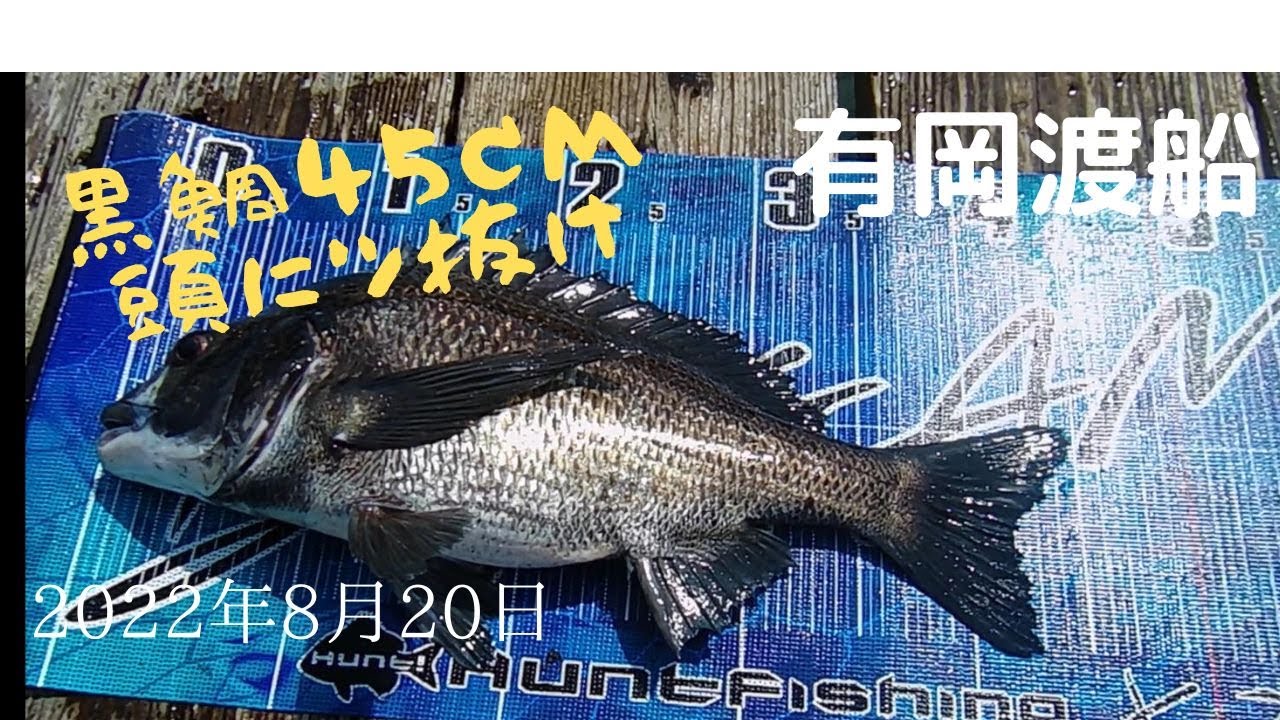 有岡渡船45センチを頭にツ抜け、おまけでシオ5本