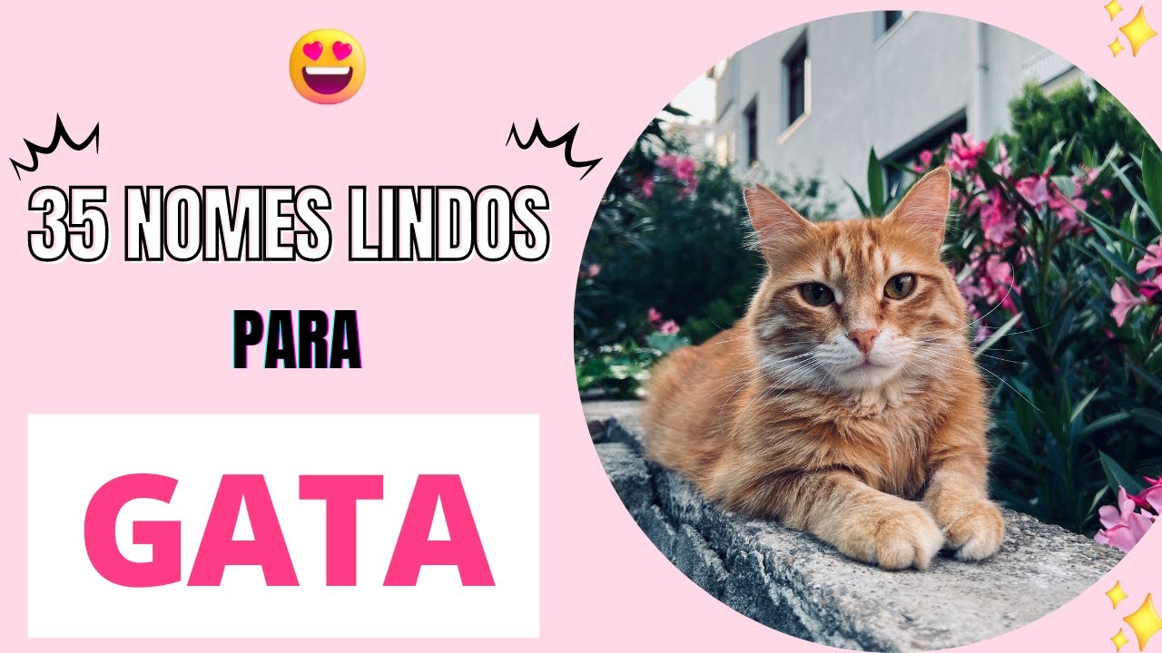 35 NOMES LINDOS PARA GATO FÊMEA