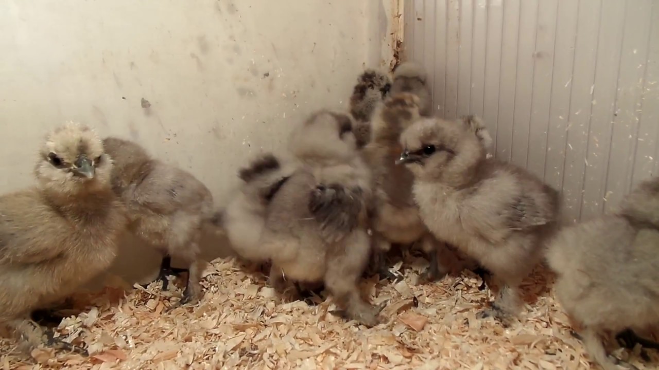 Blue Silkie chicks