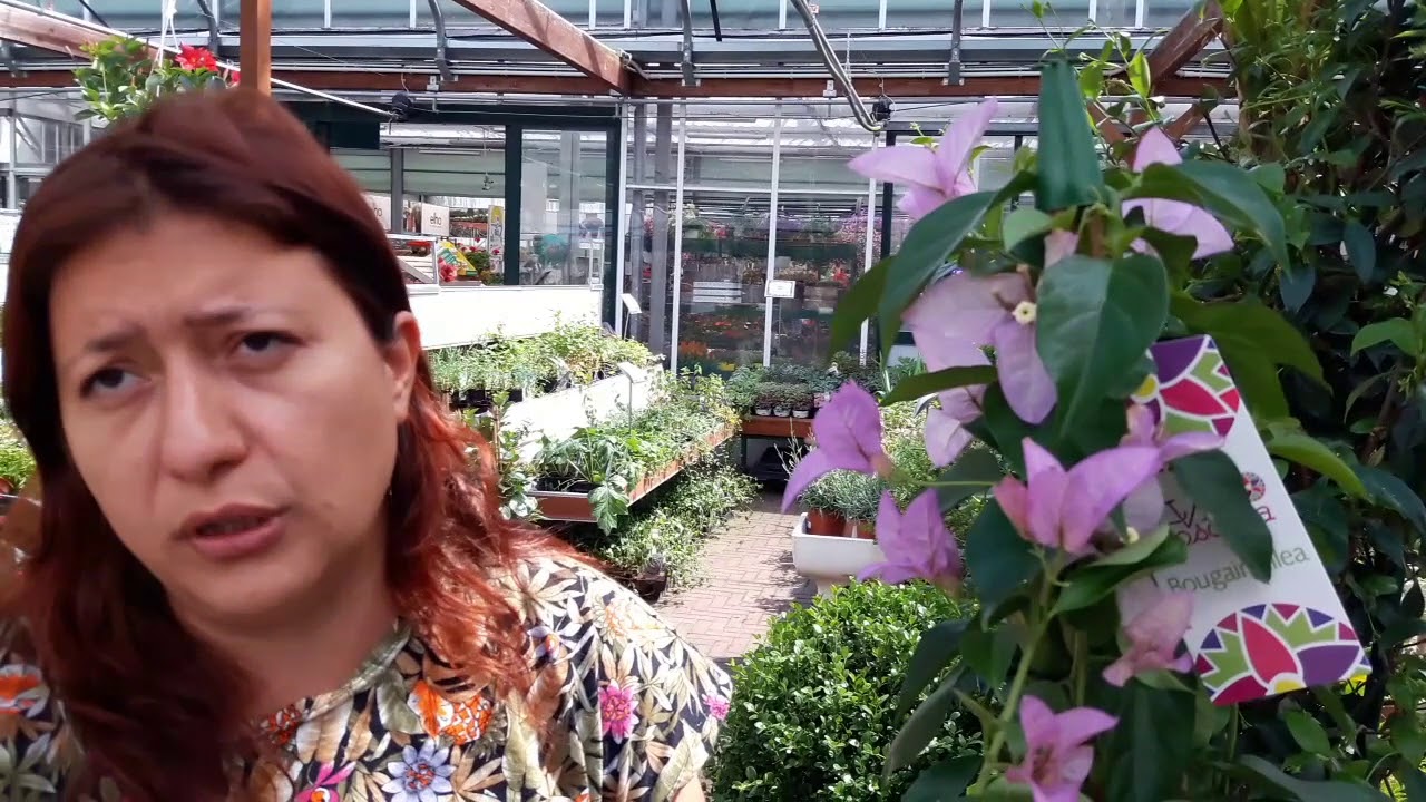 4 cose importanti per avere una bella bougainvillea