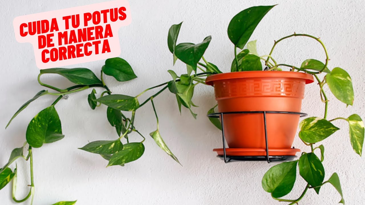 Como Cuidar El POTUS En Casa Facil Y Rapido #plantas