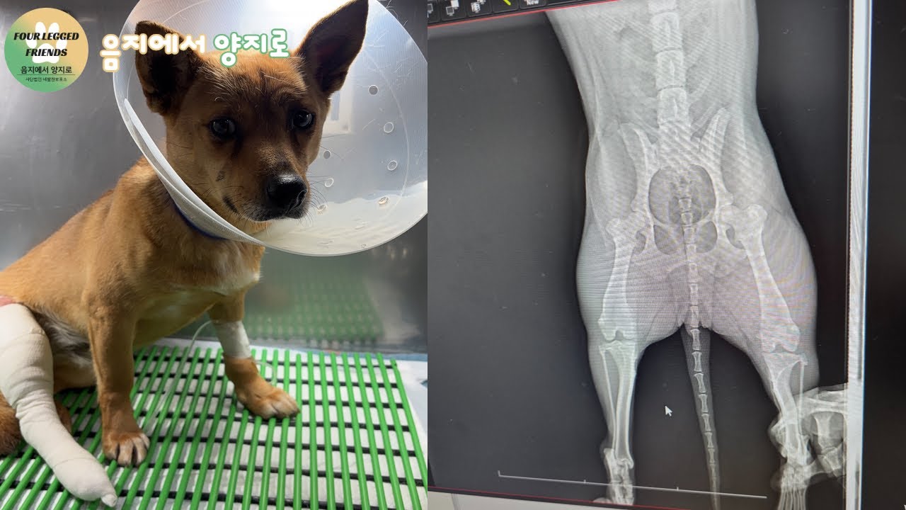 또순이의 다음 걸음, 아픔을 안고 준비하는 시간🙏