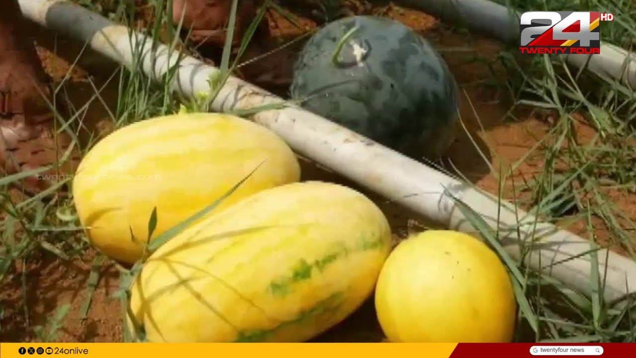 ചേളന്നൂർ മുതുവാട്ടുതാഴം വയലിൽ തണ്ണിമത്തൻ വിളവെടുപ്പ്; 8 വ്യത്യസ്ത ഇനത്തിൽപ്പെട്ട തണ്ണിമത്തൻ