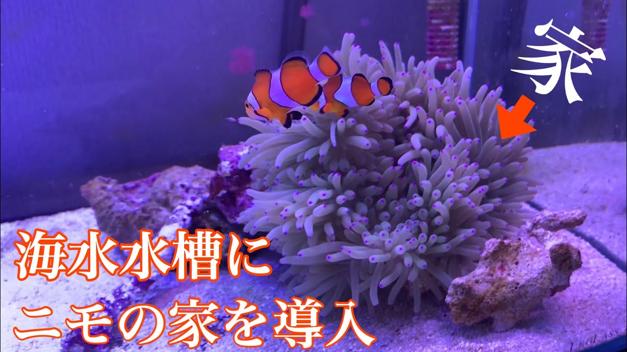 海水魚水槽にニモの家（イソギンチャク）導入してみた【アクアリウム】